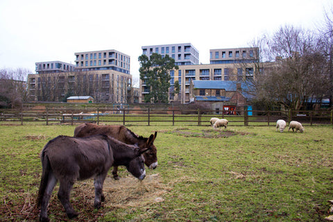 Hackney City Farm - kidelp