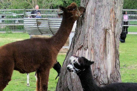 Deen City Farm - kidelp