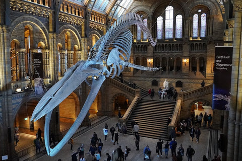 Natural History Museum - kidelp