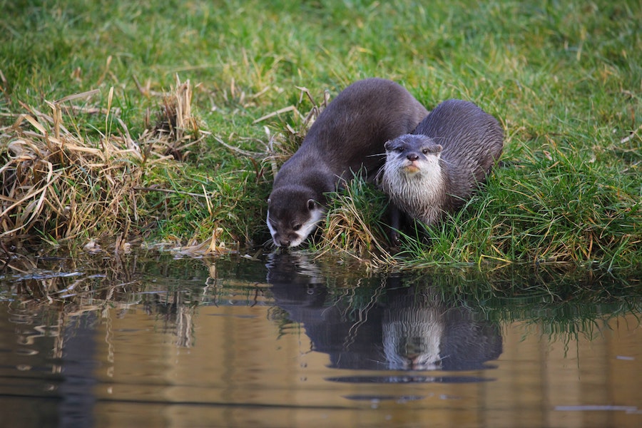 London Wetland Centre - kidelp